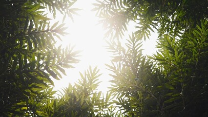 top view of branches with green leaves illuminated by bright sunlight, creating a contrast between light and shadow areas. The green leaves form a frame