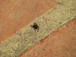 Close-up of a housefly on pavement.