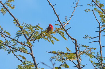 A Blue billed Firefinch in a Tree