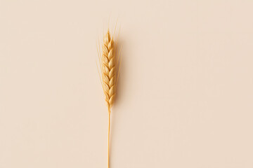 Golden Wheat Grain: A single, ripe wheat grain stands tall against a smooth backdrop, showcasing the beauty of natural growth and the bounty of agriculture.