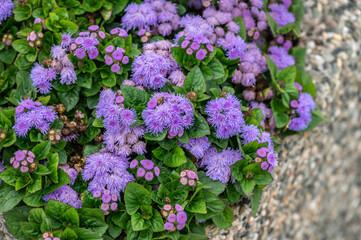 Fototapeta premium Ageratum flowers on the flower bed as background.