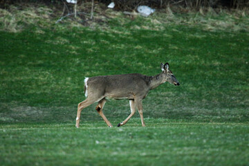 white tailed deer