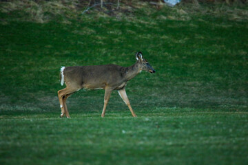 white tailed deer