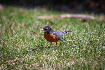 robin on the grass