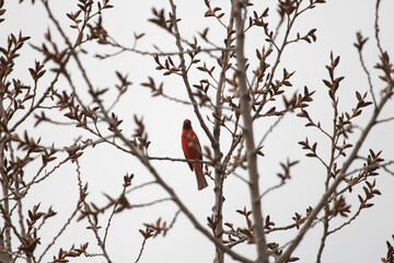 bird on a branch