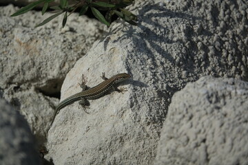 The Cretan wall lizard (Podarcis cretensis) an endemic lizard native to Crete