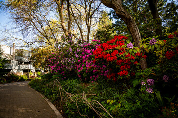 flowers in the garden