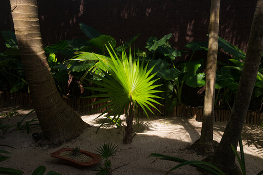 Fototapeta tropical forest with palm trees in Tulum, Mexico