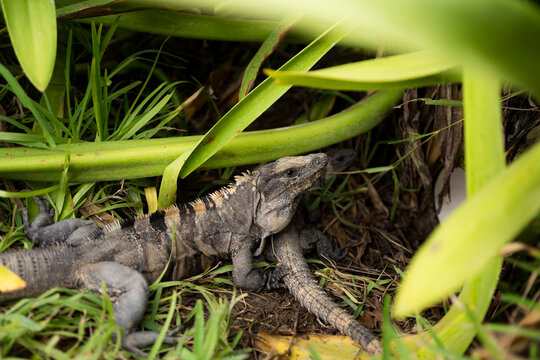 Fototapeta iguana on the grass in Tulum, Mexico