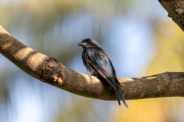 black drongo, its glossy feathers reflecting a subtle blue and green sheen, perched on a large,...