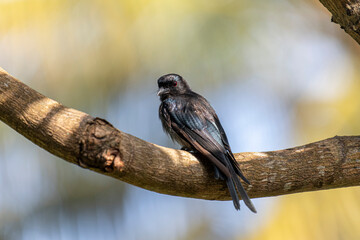 black drongo, its glossy feathers reflecting a subtle blue and green sheen, perched on a large,...