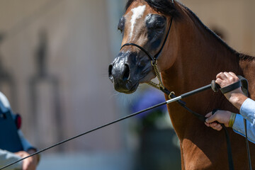 Show Ring Presence: Handler Presenting a Bay Arabian Horse