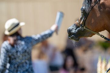 Under the Gavel: A Bay Arabian Horse at a Prestigious Polish Auction