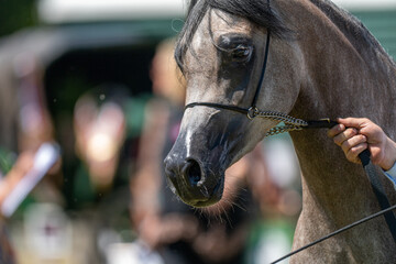 Spirit of the Polish Arabian: A Grey Stallion at the Championship
