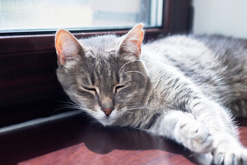 A Relaxing Gray Cat Enjoys Sunbathing Comfortably by the Window