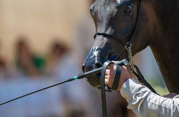 Equestrian Precision: A Trainer's Gentle Guidance in the Show Ring