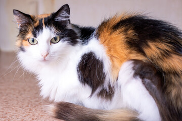 Portrait of a Beautiful Calico Cat with Stunning Fur