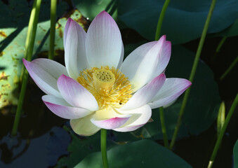 Lotus Nelumbo nucifera Gaertn 