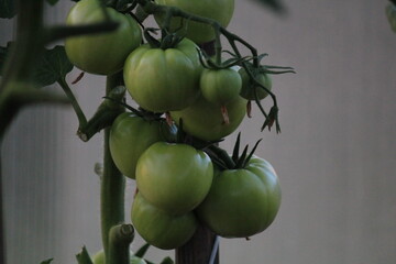 green tomatoes on a branch in a greenhouse