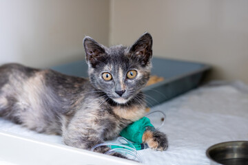 An adorable rescued kitten is currently receiving care at a local shelter
