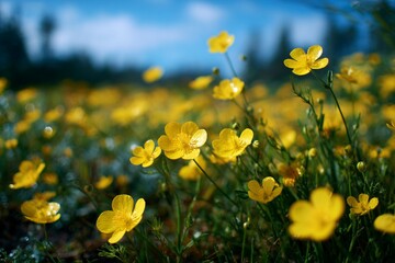 Fototapeta premium Bright Yellow Flowers on Green Turf