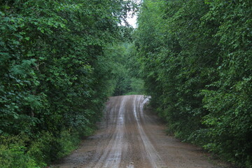A dirt road in the forests of northeastern Europe after rain