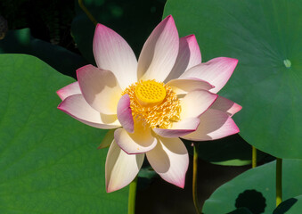 Lotus Nelumbo nucifera Gaertn 