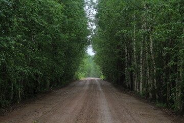 road in the forest