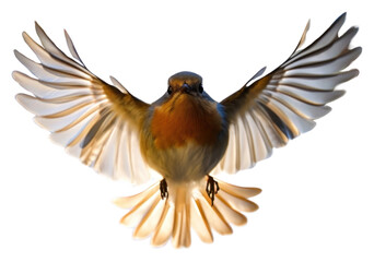 Obraz premium PNG Flying bird animal robin.