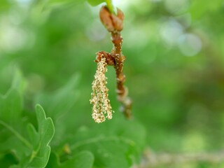 Close-Up of English Oak Flower Catkin in Early Summer, Colorado