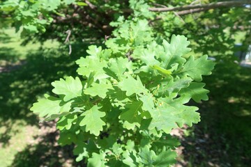 Fresh Green Leaves of English Oak in Early Summer, Colorado