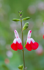 Beautiful close-up of salvia microphylla