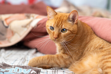 Charming Ginger Cat with Blue Eyes Relaxing on a Bed