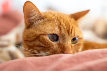 Close-Up of an Adorable Orange Cat Relaxing on a Soft Blanket