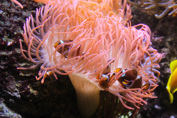Close-up of clownfish swimming through anemones