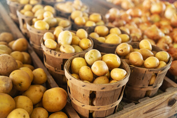 Raw farm fresh potatoes in wooden baskets, organic vegetable harvest for healthy cooking, grocery...