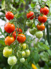 Fresh cherry tomatoes ripening on the vine after rain