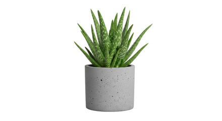 Isolated Aloe Vera Plant in Pot