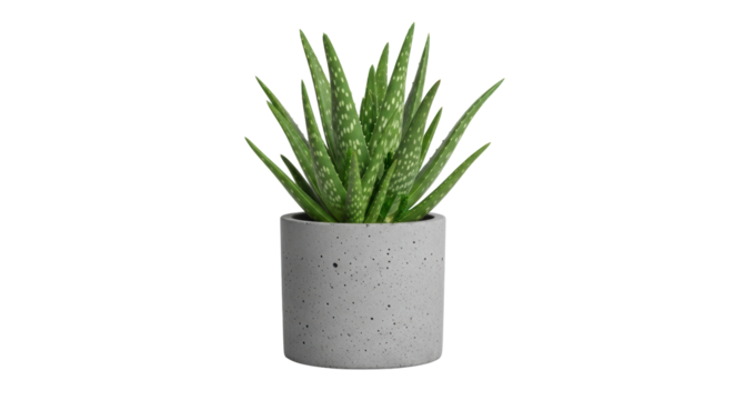 Isolated Aloe Vera Plant in Pot