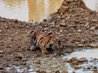 Obraz premium closeup shot a tiger cub drinking water from a pond