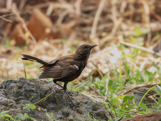 Indian Robin on a ground