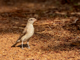 Yellow Throated Sparrow Chestnut-shouldered Petronia
