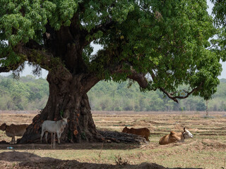 Obraz premium Photo of cattle(s) resting below tree shade in a village 