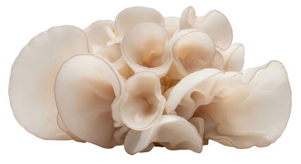 Isolated Wood Ear Mushrooms