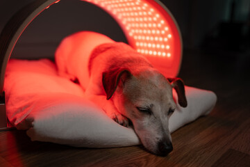 red and infrared light LED panel for pet. Cute dog relaxing during home treatment. therapeutic light therapy for old pet. Horizontal composition