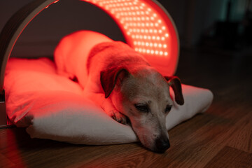 Dog red and infrared light LED panel for pet. Cute dog relaxing during home treatment. therapeutic light therapy for old pet. Horizontal composition
