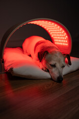 relaxed dog lying under red and infrared light LED panel. home treatment. therapeutic light therapy for old pet. Vertical composition