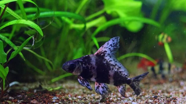 Myxocyprinus asiaticus, awkward dark band Chinese sucker, commercial planted Dutch style aquascape, aquatic plant gravel bottom, beginner friendly pet care, lifestyle aquadesign, dark background