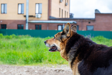 A majestic dog stands proudly outdoors against an urban backdrop