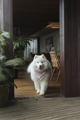 Fluffy white Samoyed dog walks through a doorway with a pastel bandana in a welcoming indoor space